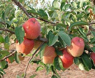 Seasonal Goodness - Apples