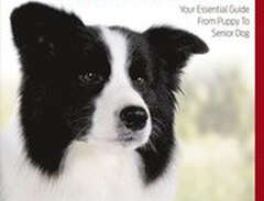Border Collie Best of Breed