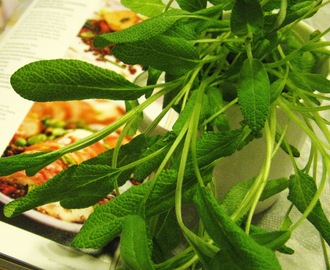 Salvialla täytetty porsaanfilee linssien ja kevätsipulikastikkeen kera