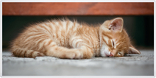 Varmepanel infrarød med bilde - Katt
