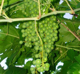 uvas en almibar conserva