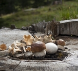 quanto devono cuocere funghi chiodini