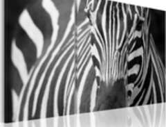 Canvas Tavla - Mrs Zebra -...