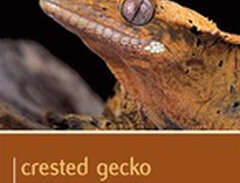 Crested Gecko - Pet Expert