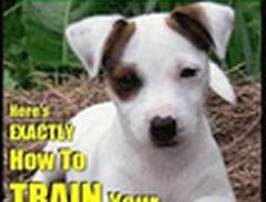 Jack Russell Terrier Traini...