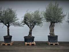 Olivträd från 5-500 år gaml...