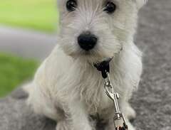 West highland white terrier...