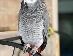 grå jako papegoja  med stor...
