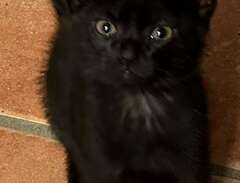 svarta kattungar