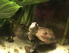 2 vattensköldpaddor skänkes...