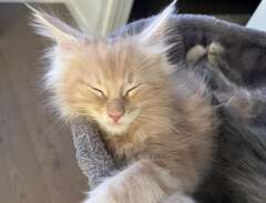 Maine Coon kattunge