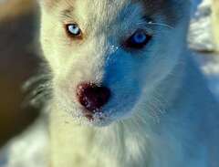 Underbara Siberian Husky va...