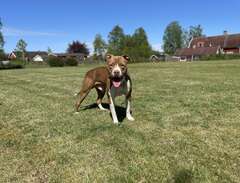 omplacering amstaff/pitbull...