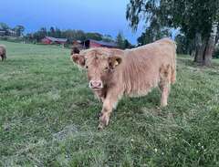Highland cattle tjurkalvar