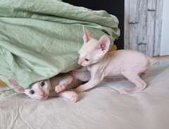 Cornish rex