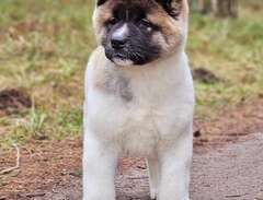 AMERICAN AKITA