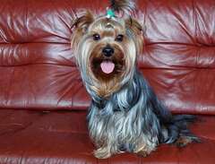 Yorkshire terrier omplacering