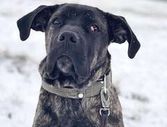 Cane Corso omplacering