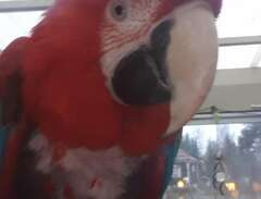 Ara papegoja Grönvingad Macaw