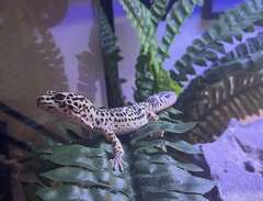 Leopardgecko + terrarium