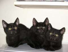 Vackra svarta kattungar