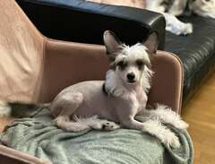 Chinese crested dog hane