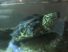 sköldpadda inkl akvarium