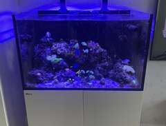 red sea Max 300xl reefer
