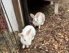 3 kaniner