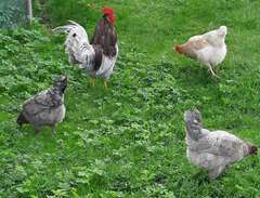 Kycklingar,  höns och avelsägg