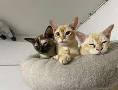 Tre kattungar