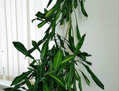 Stor fin grön växt 195 cm i...