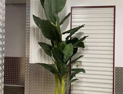 Plastväxt Bananpalm 240 cm
