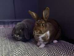 två kaniner söker nytt hem