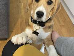 Beagle söker nytt hem