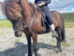 Islandshäst sto 15år