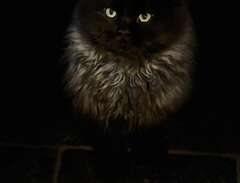 svart solid sibirisk kattunge