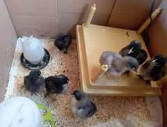 Marans kycklingar 1 vecka