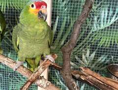 papegoja med uppfödarbevis