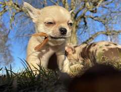 Världens finaste Chihuahua...