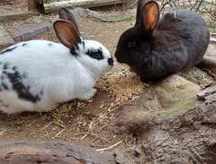 Kaniner blandras
