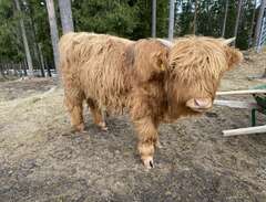 Highland Cattle tjurkalv