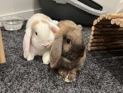 Två underbara kaniner!