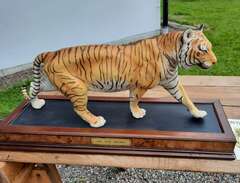Vacker Bengalisk Tiger!