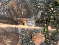 3 Reeves Kärrsköldpaddor