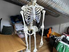 Anatomi skelett