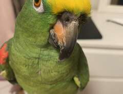 gulpannad amazon papagoja
