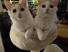 Turkisk van, 2 kattungar