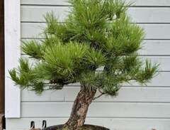 Japansk svarttall bonsai /...