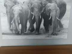 Snygg Tavla MED Elefanter